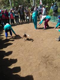 LOMBA MENANGKAP BEBEK